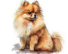 FAMILY POMERANIAN DOGS